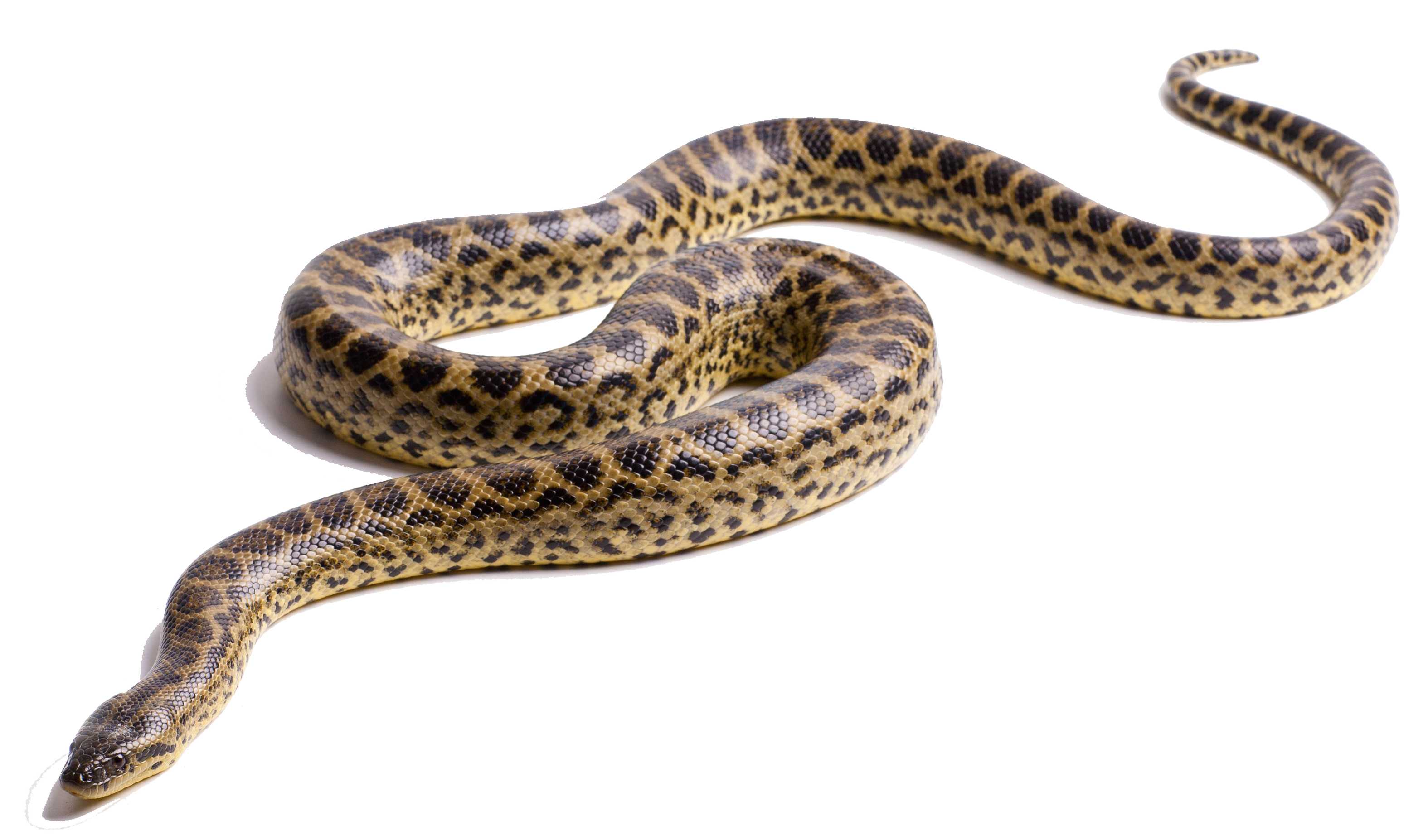 Anaconda Transparentes Fond PNG