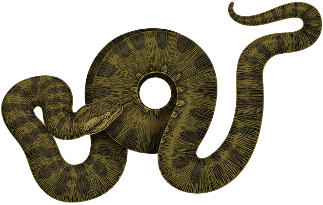 Anaconda Transparentes Image