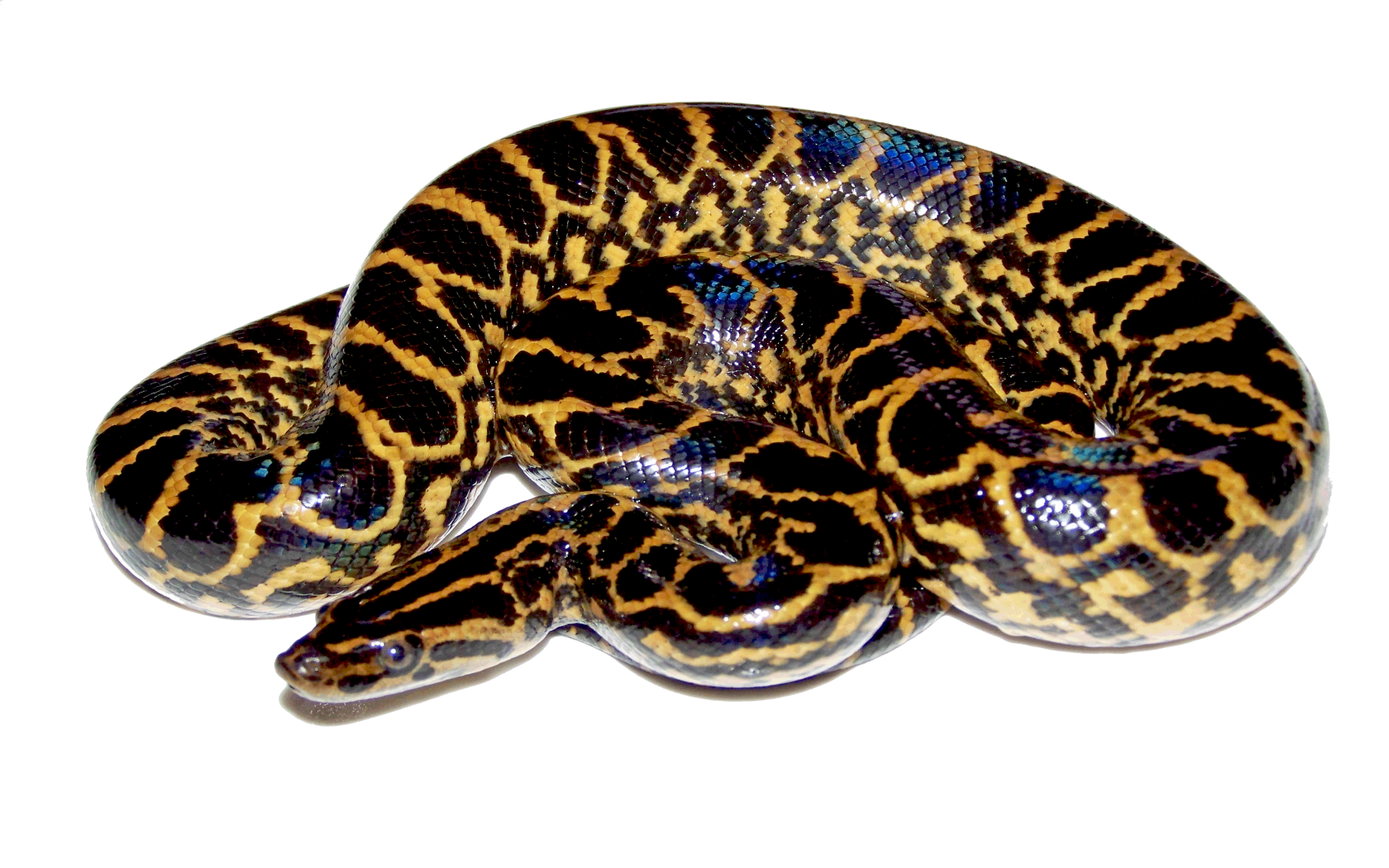 Anaconda Transparentes PNG