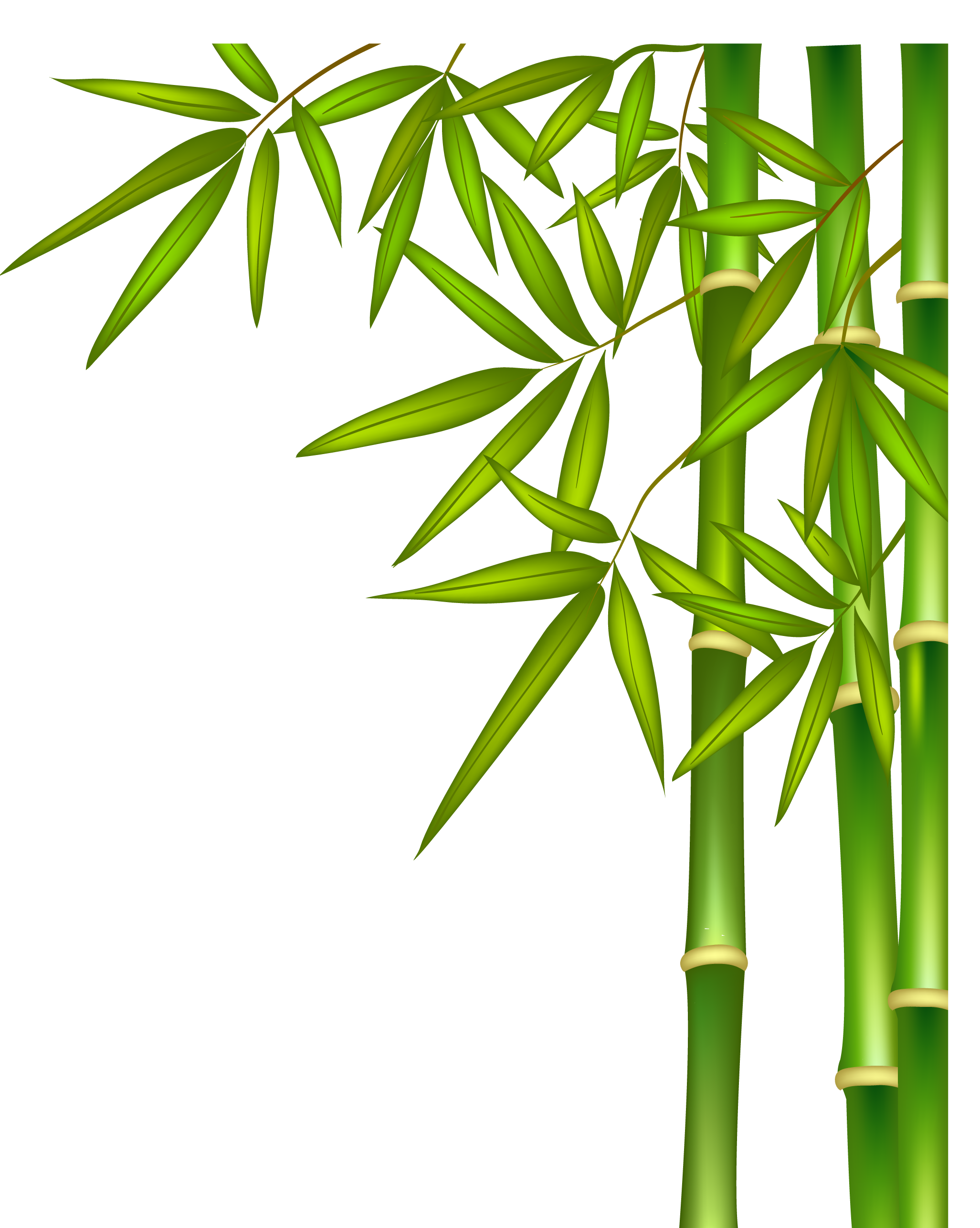 Bamboo Download Free PNG