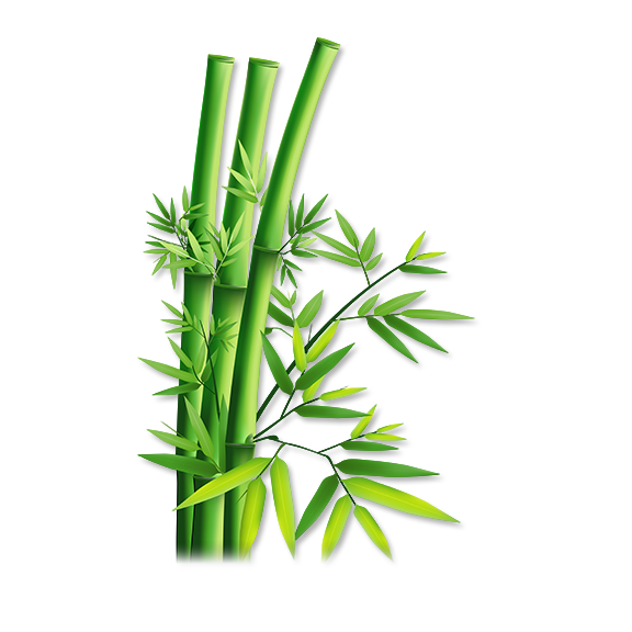 Bamboo Free PNG
