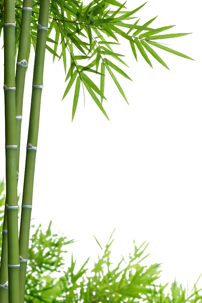 Bamboo PNG Free File Download