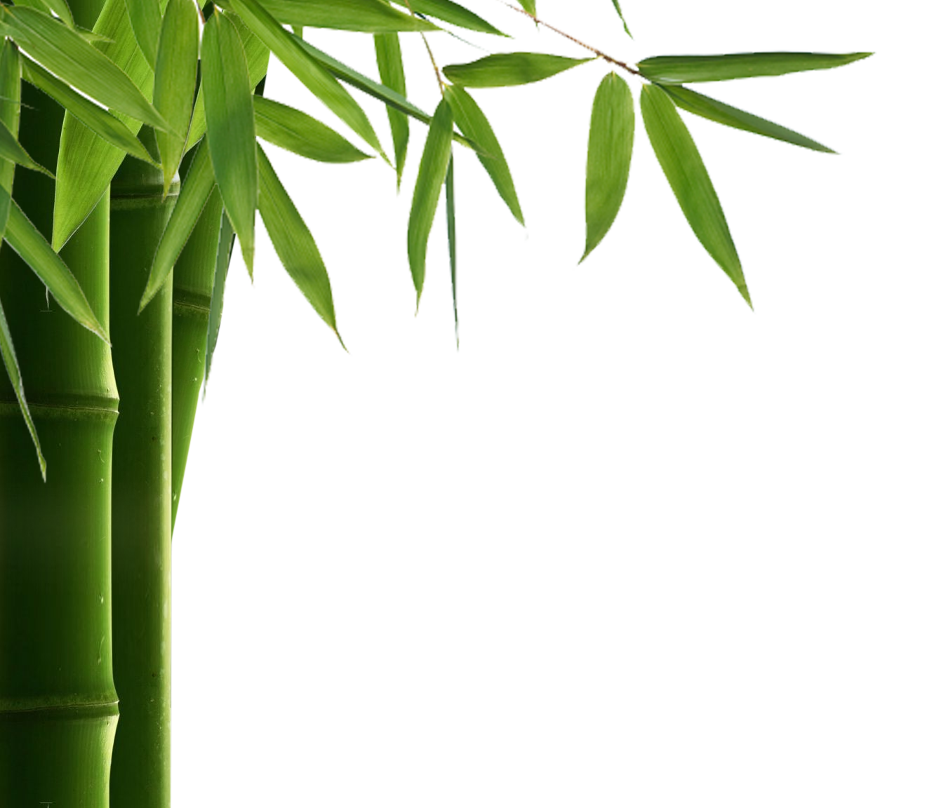 Bamboo PNG Images HD