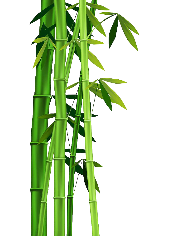 Bamboo PNG Pic Background