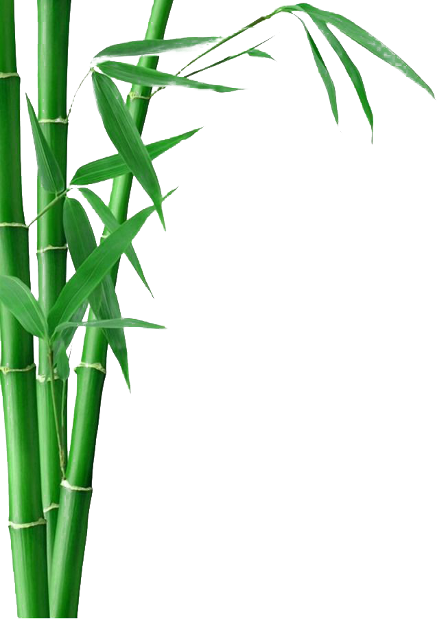 Bamboo Transparent Free PNG