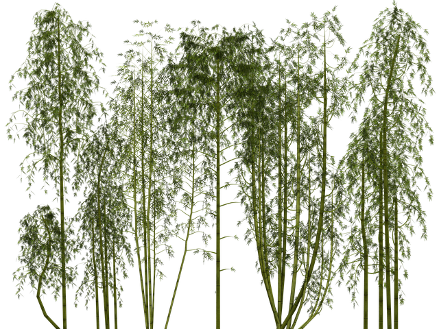 Bamboo Transparent Image