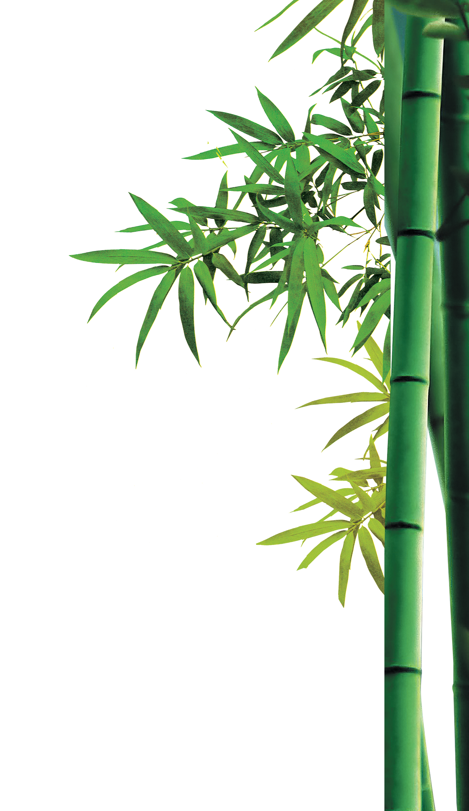 Bamboo Transparent Images