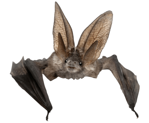 Bat PNG HD Quality