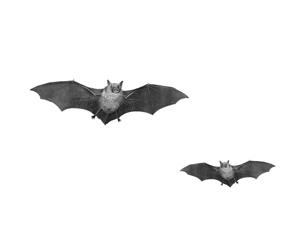 Bat Transparent Background