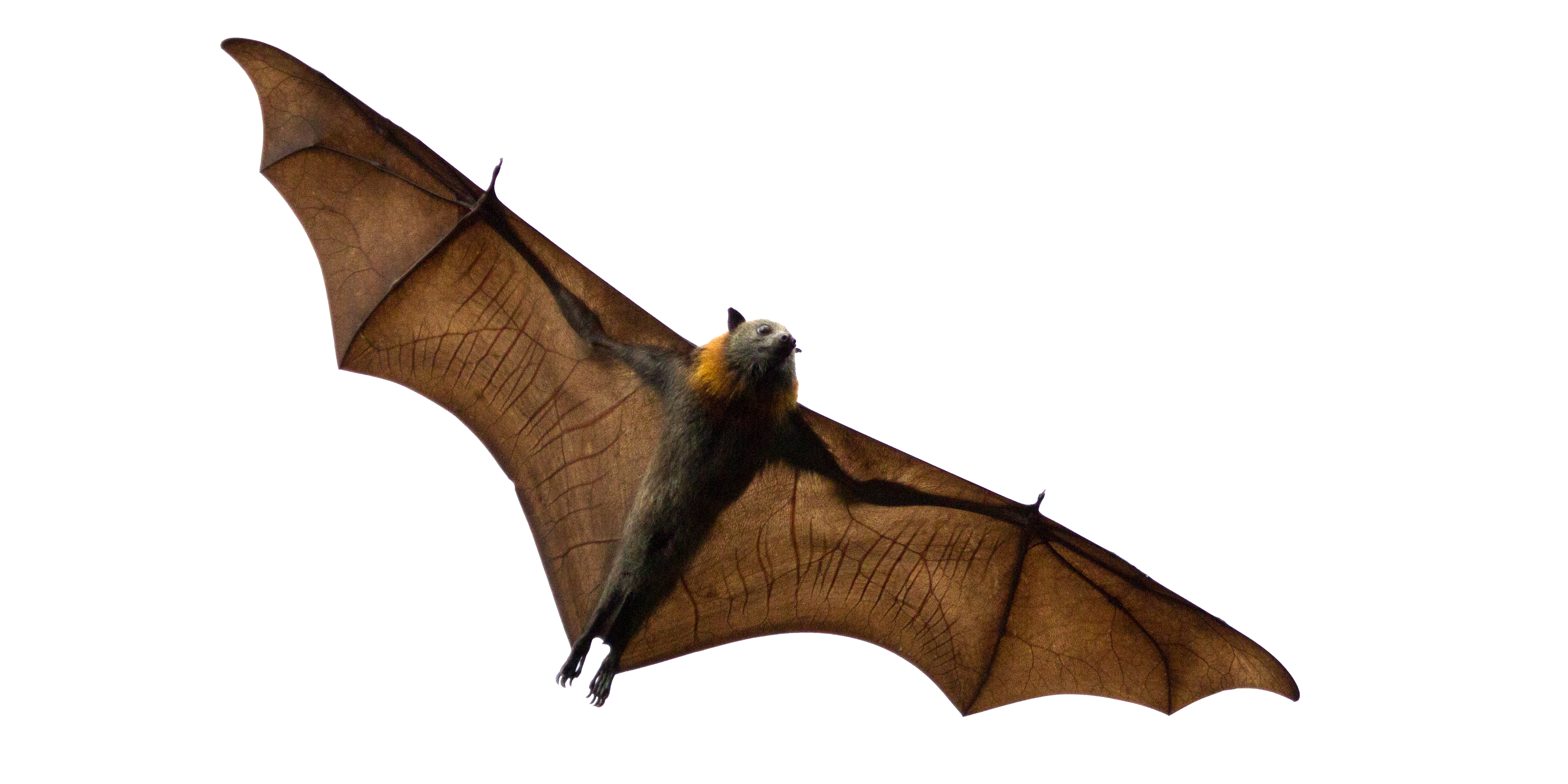 Bat Transparent File