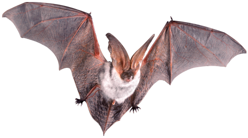 Bat Transparent Free PNG