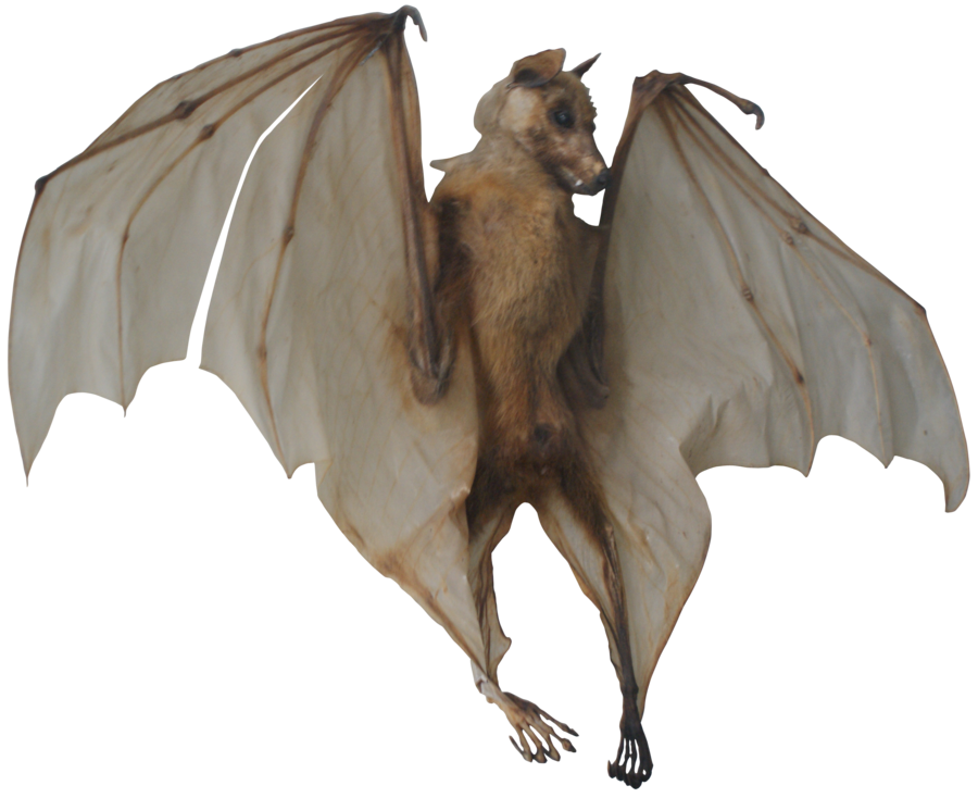Bat Transparent Images
