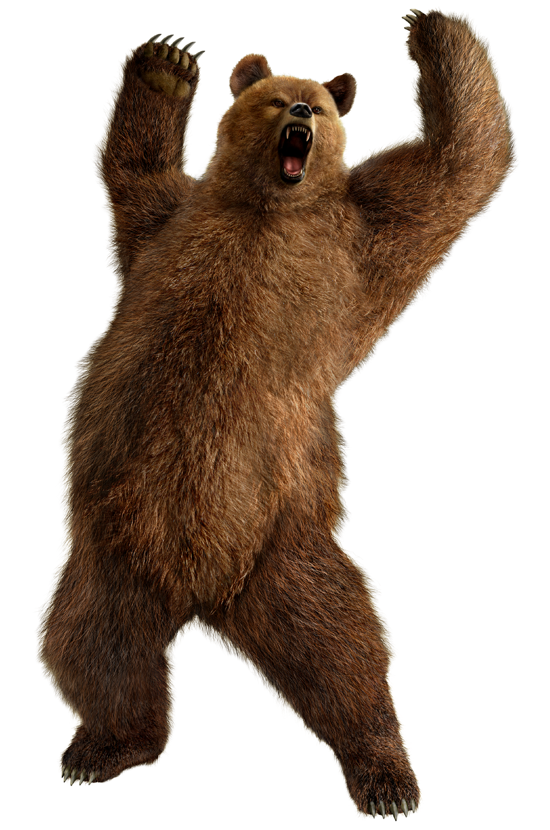 Bear Background PNG Image