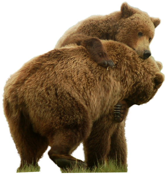 Bear Background PNG