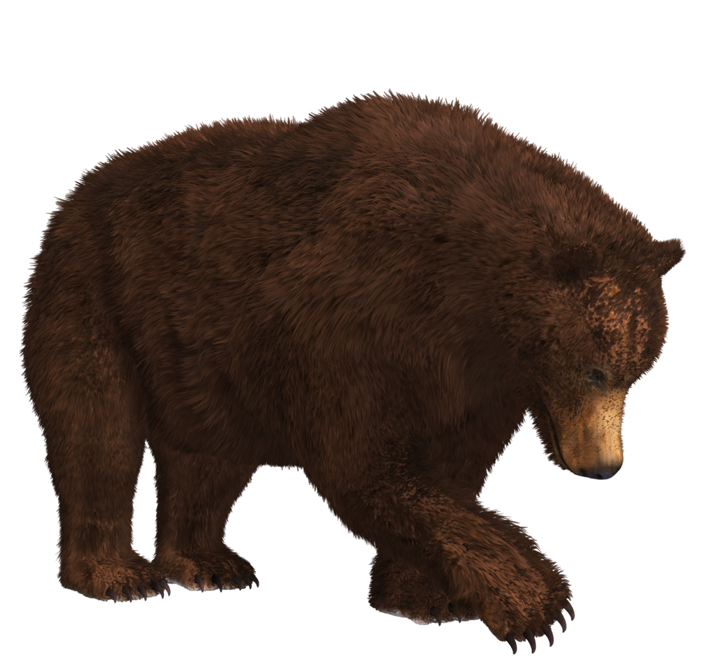 Bear PNG Background