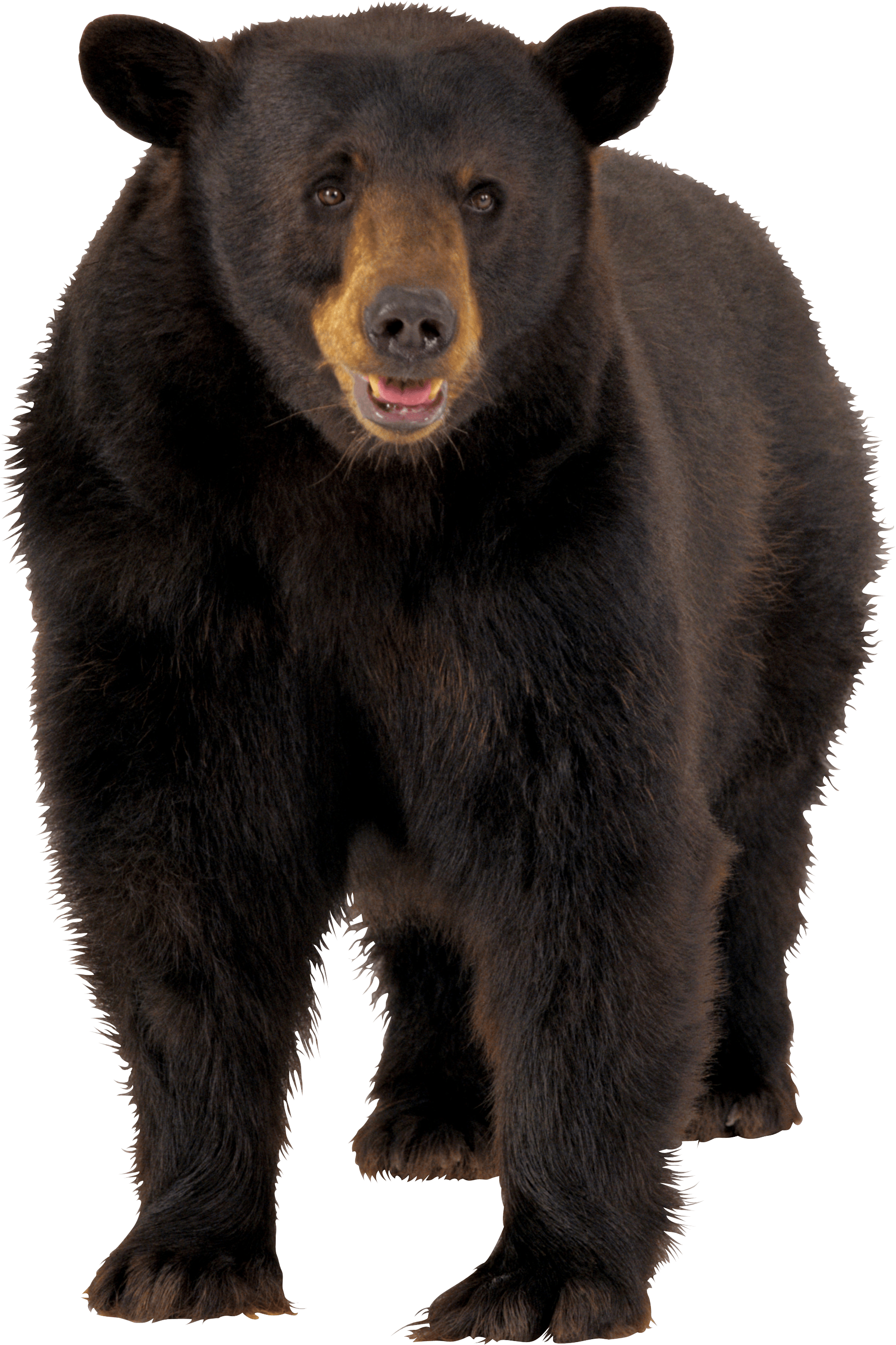 Bear PNG Clipart Background