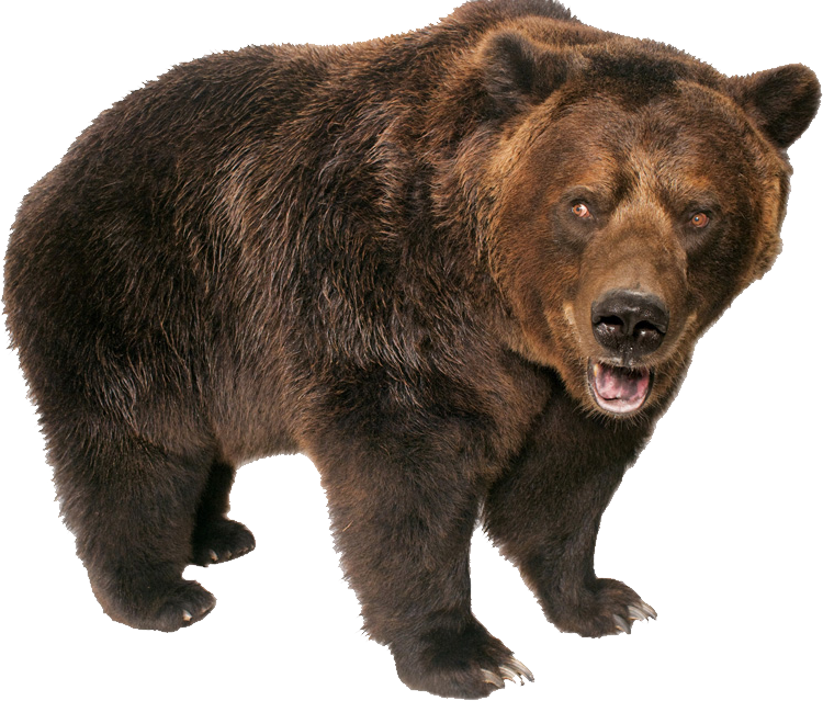 Bear PNG Pic Background