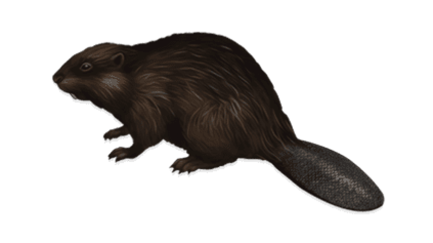 Beaver PNG Images HD