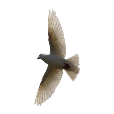 Bird Latar belakang PNG gambar