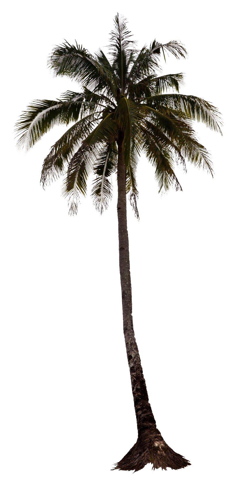 Black Palm Tree Transparent Background
