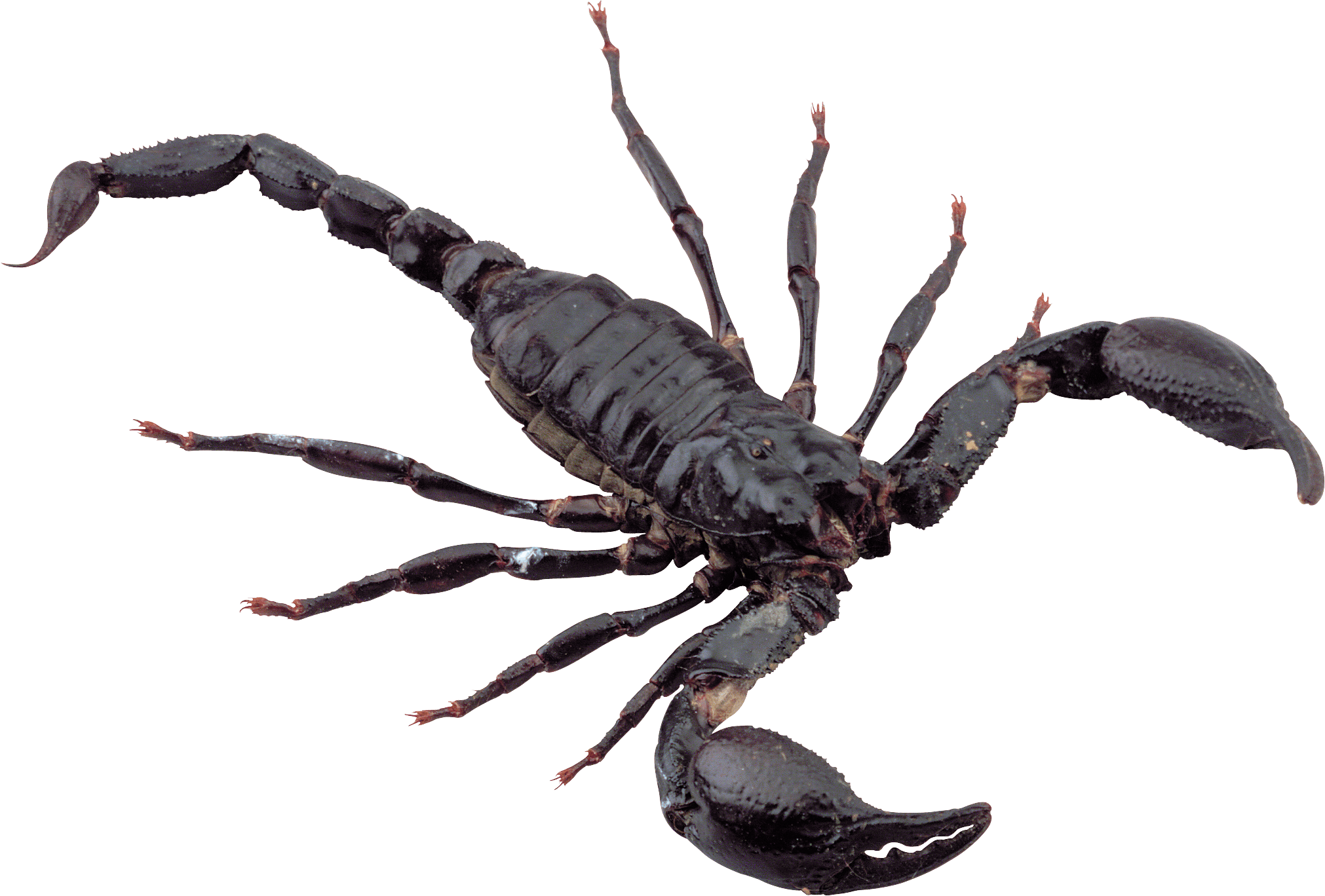 Black Scorpion PNG Clipart Background