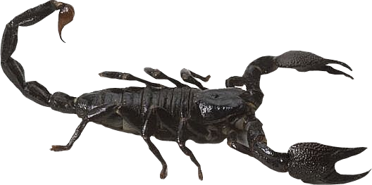 Black Scorpion Transparent Free PNG