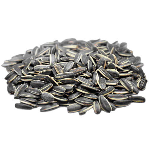 Black Sunflower Seeds PNG Free File Download
