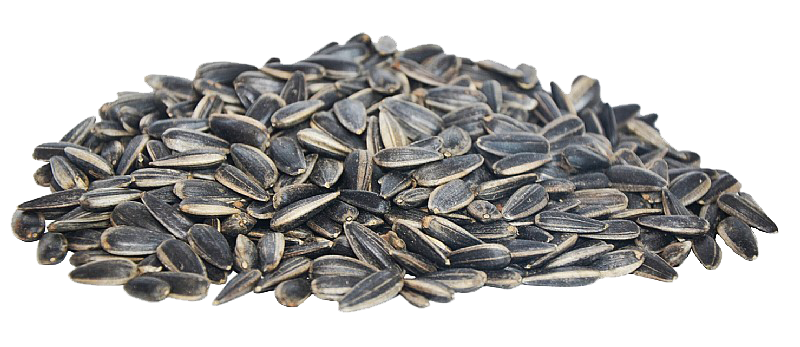Black Sunflower Seeds Transparent File