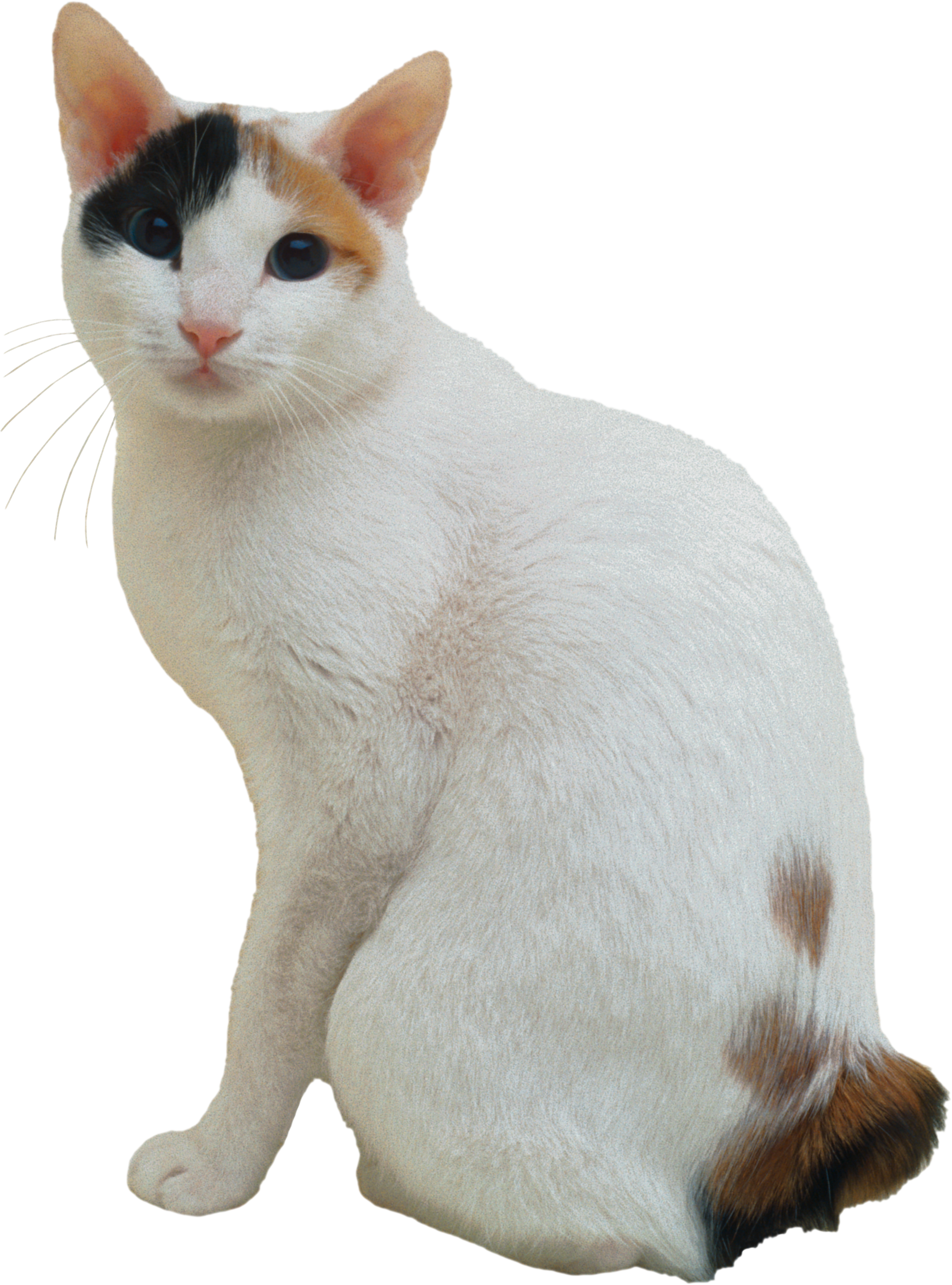 Blanche Chatte Fond PNG Image