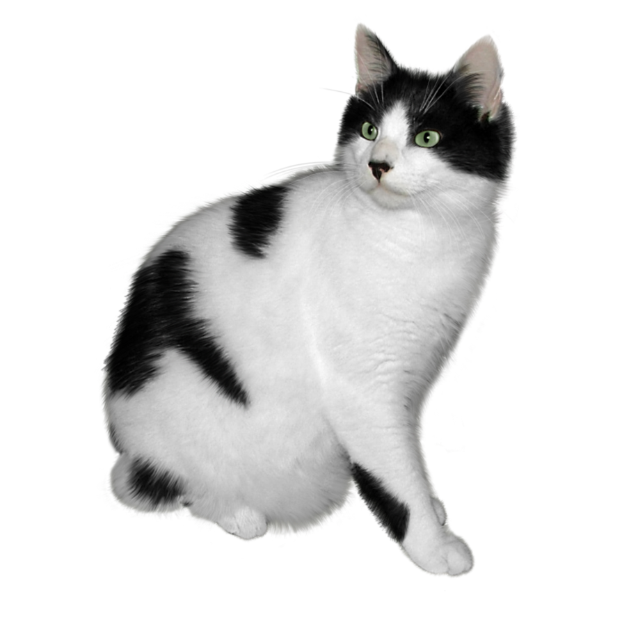 Blanche Chatte Telecharger PNG
