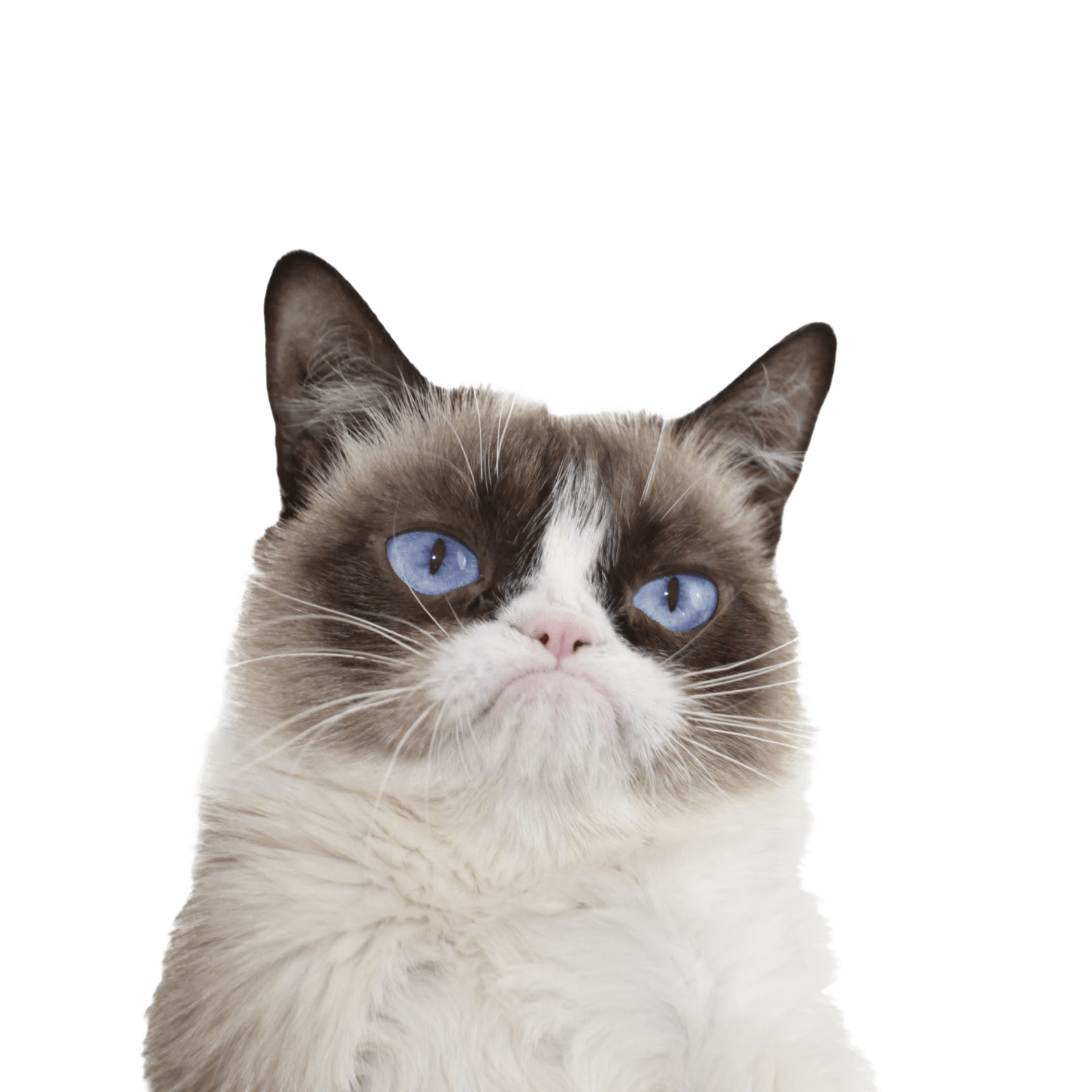 Blanche Chatte Transparentes PNG