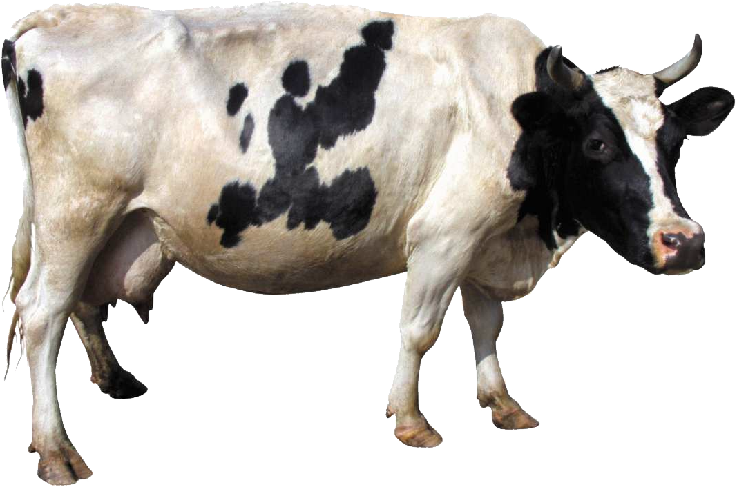 Blanche Vache Fond PNG Image