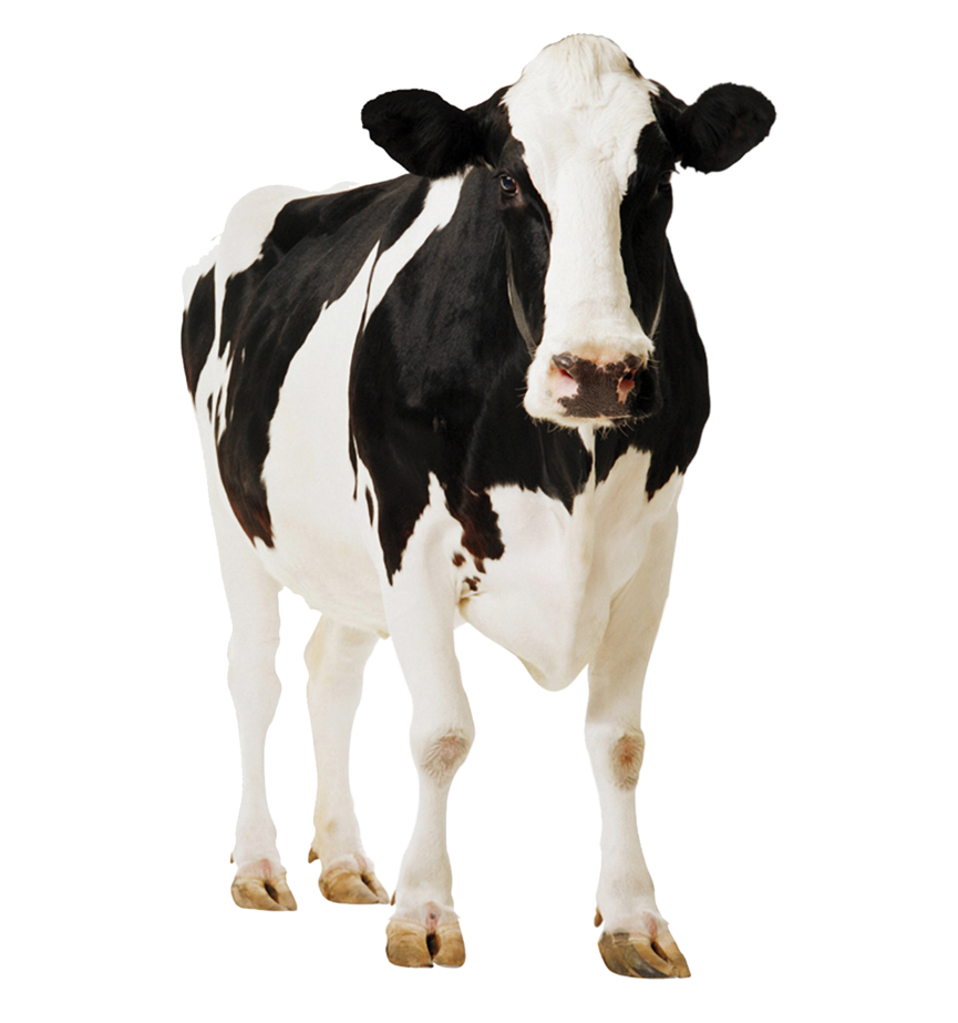 Blanche Vache Telecharger PNG
