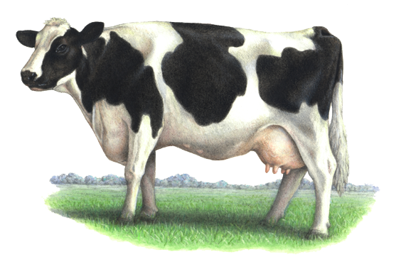 Blanche Vache Transparentes Image