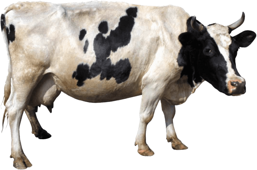 Blanche Vache Transparentes PNG