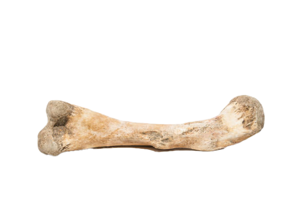 Bone PNG Photos