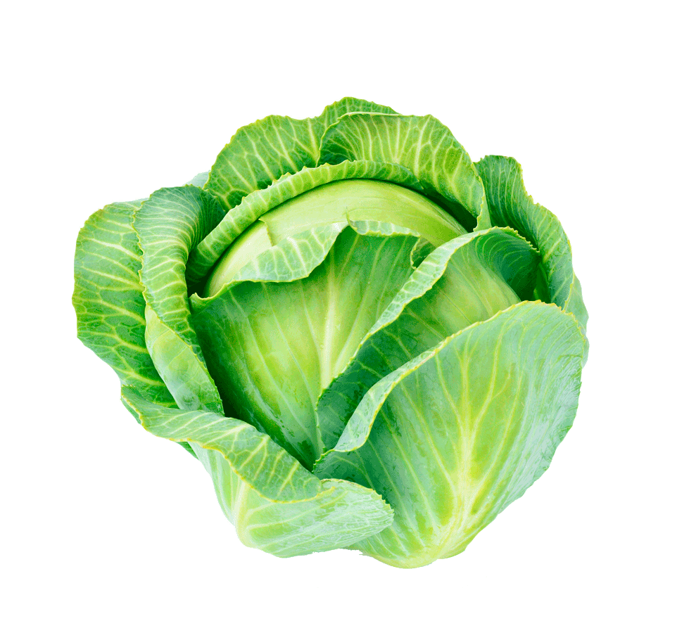 Cabbage No Background