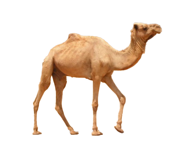 Camel Background PNG Image