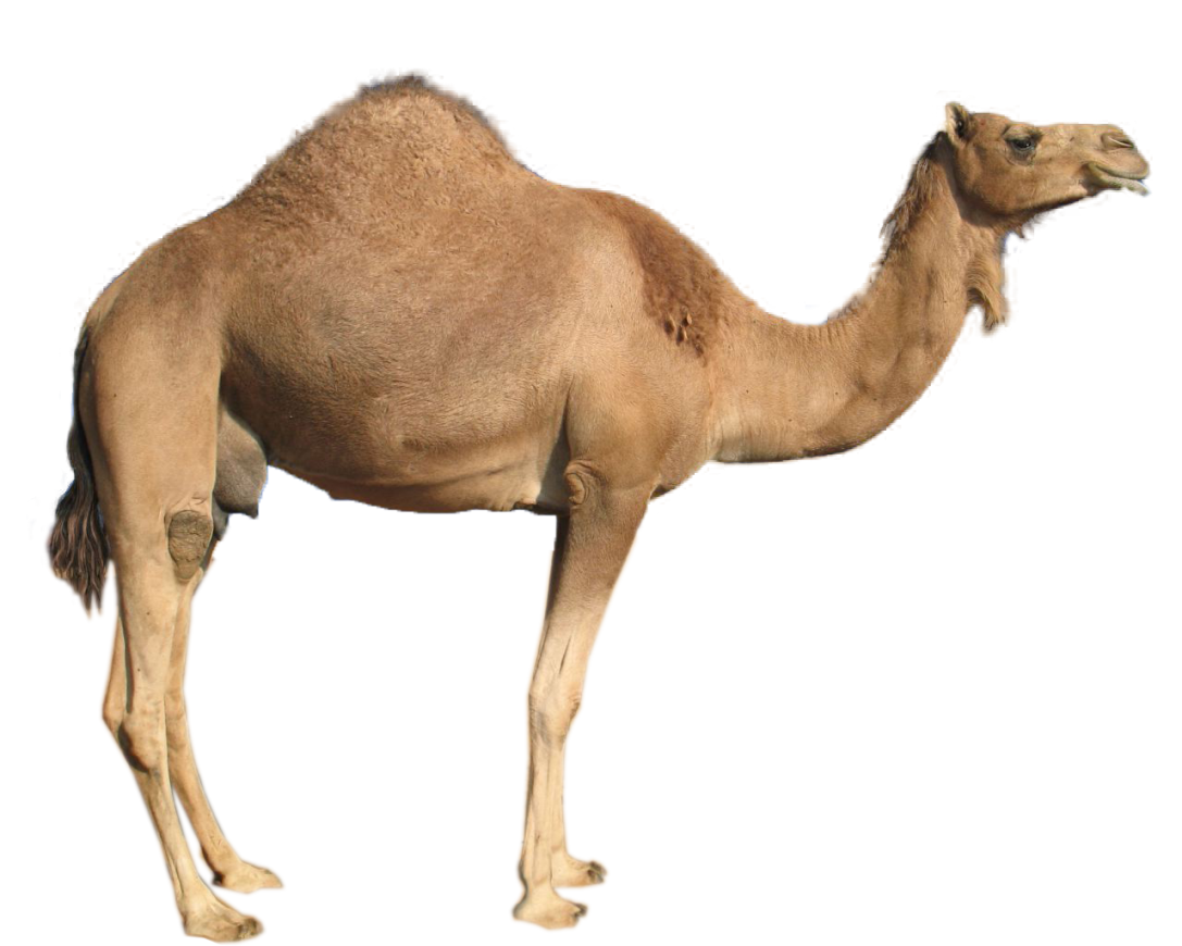 Camel Background PNG