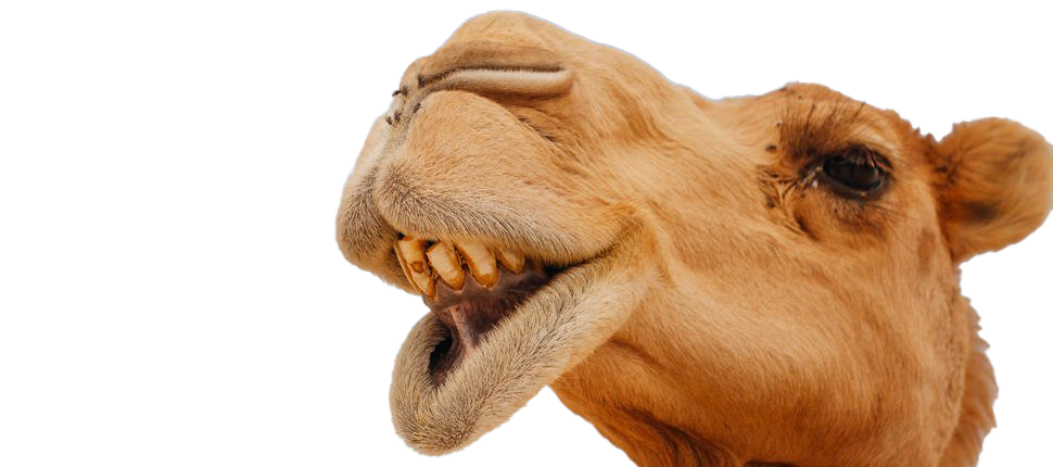 Camel Download Free PNG