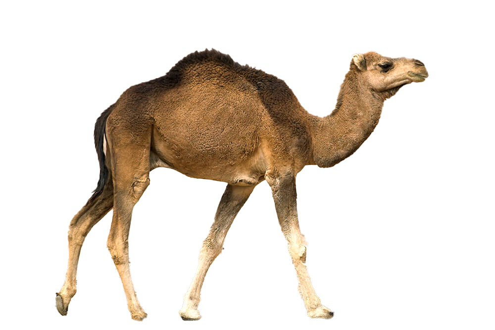 Camel PNG Clipart Background