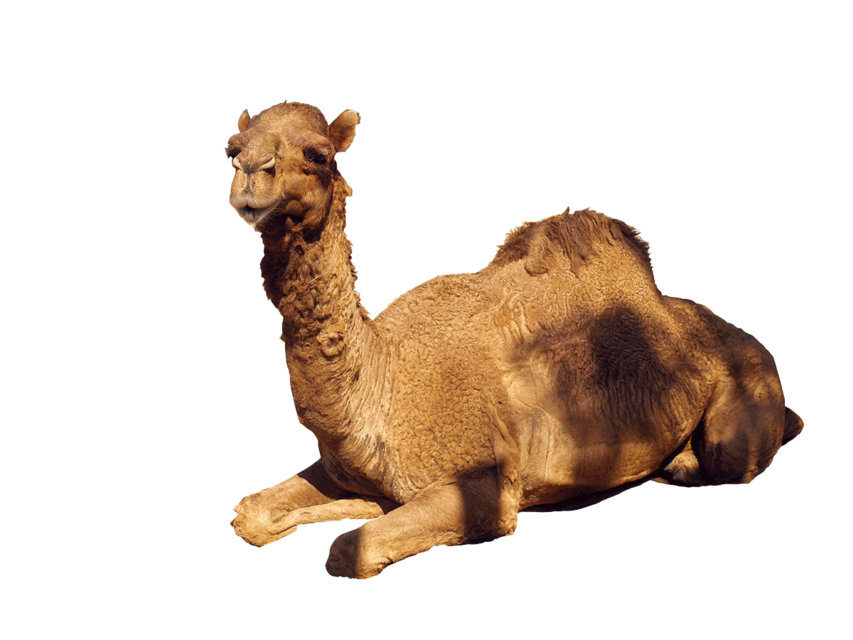 Camel PNG HD Quality