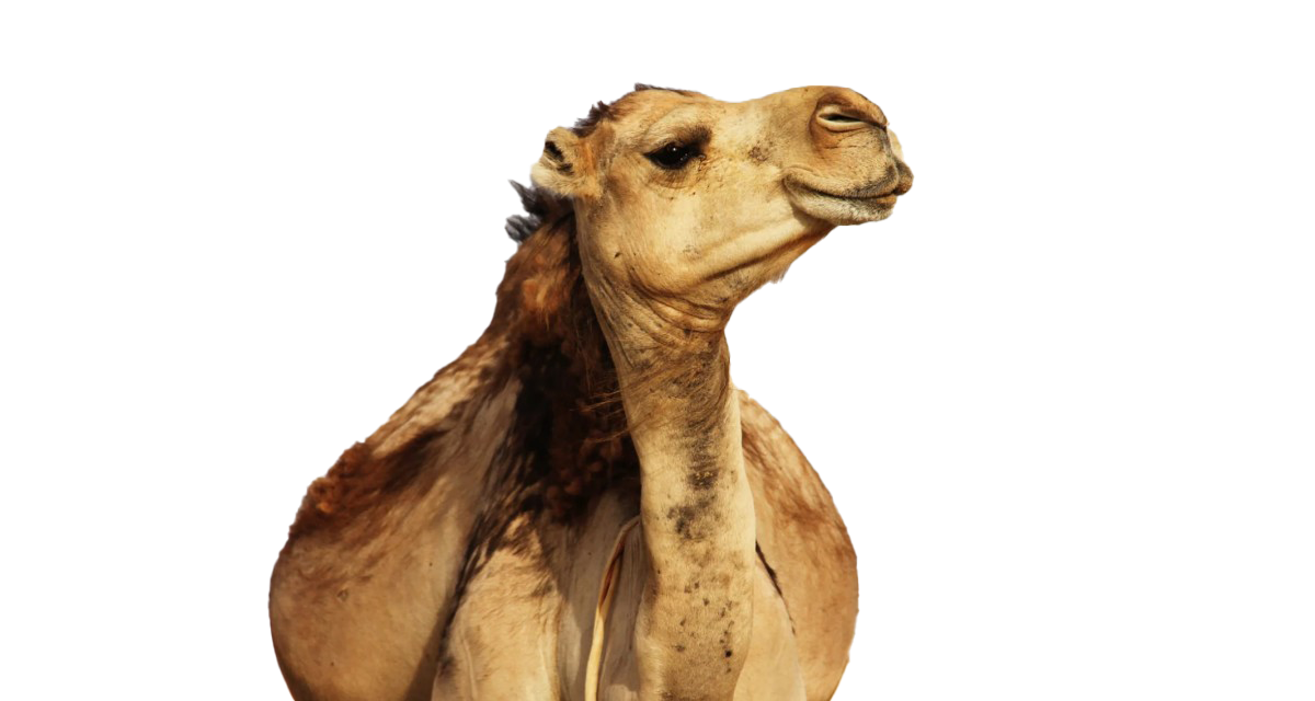 Camel PNG Images HD