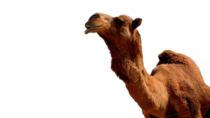 Camel PNG صورة صورة