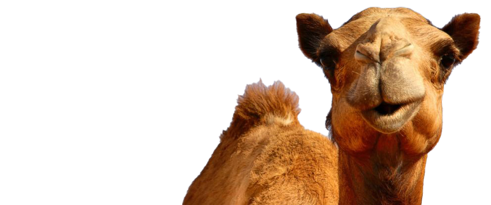 Camel PNG Photos