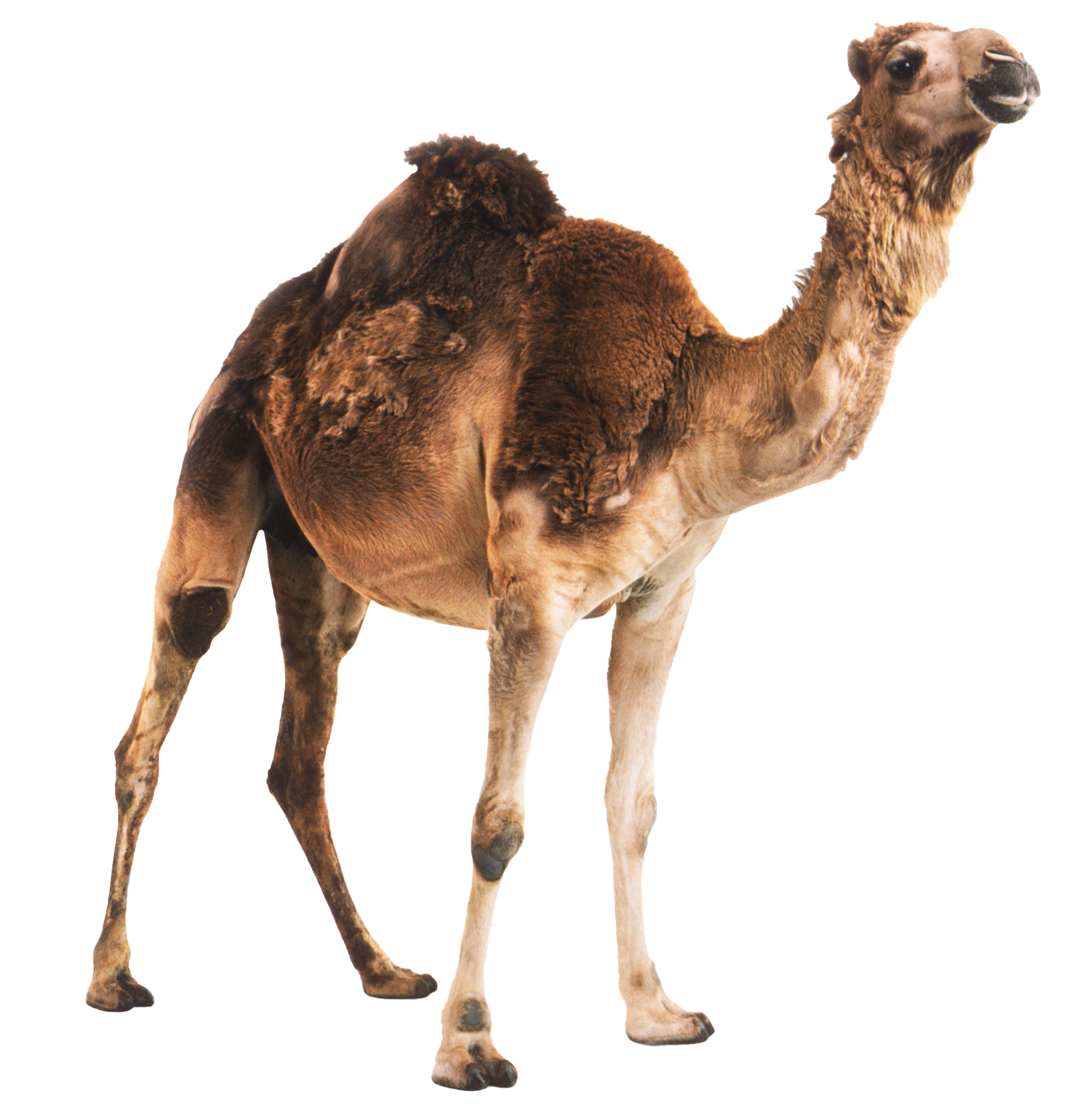 Camel PNG خلفية الموافقة المسبقة عن علم