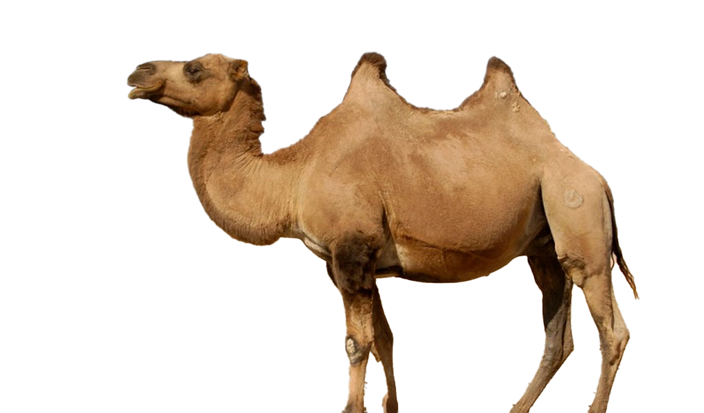 Camel Transparent Background