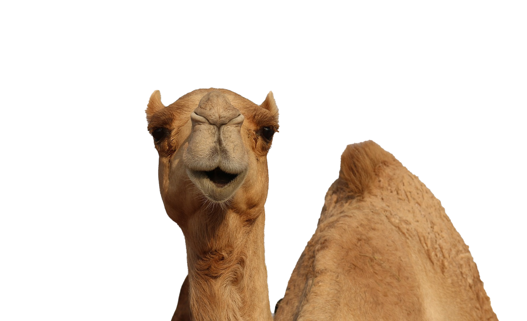 Camel Transparent File
