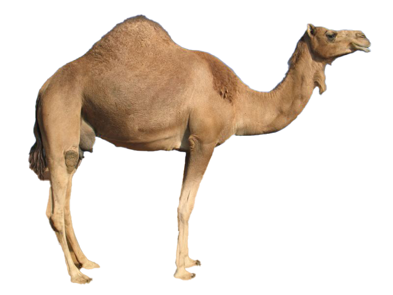 Camel Transparent Free PNG