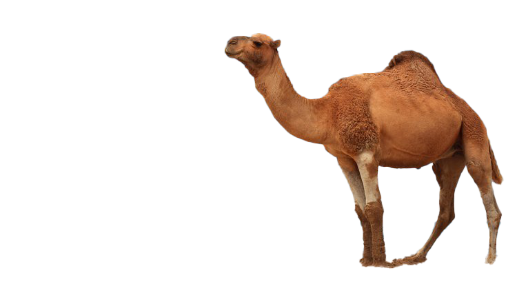 Camel Transparent Images